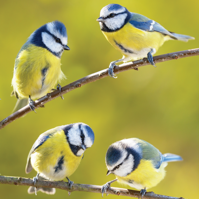 How to Attract Blue Tits To Your Garden