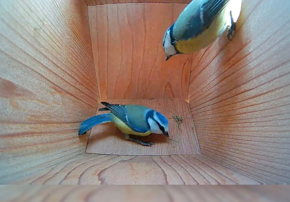 Slanted Nesting Bird Box suitable for installing a wildlife camera