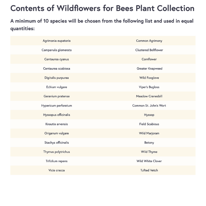 Bee Wildflower Plug Plants