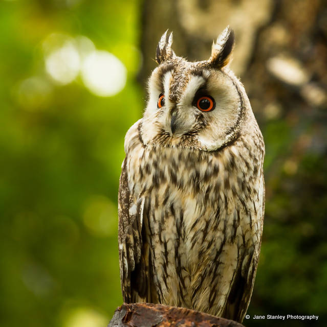 Long-eared Owl Mug