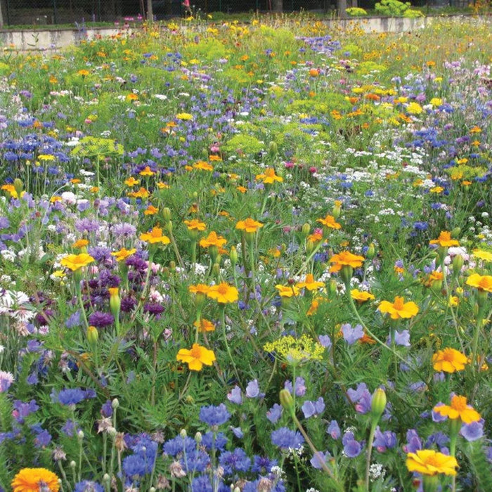 RHS Shake and sow Flowers for Insects