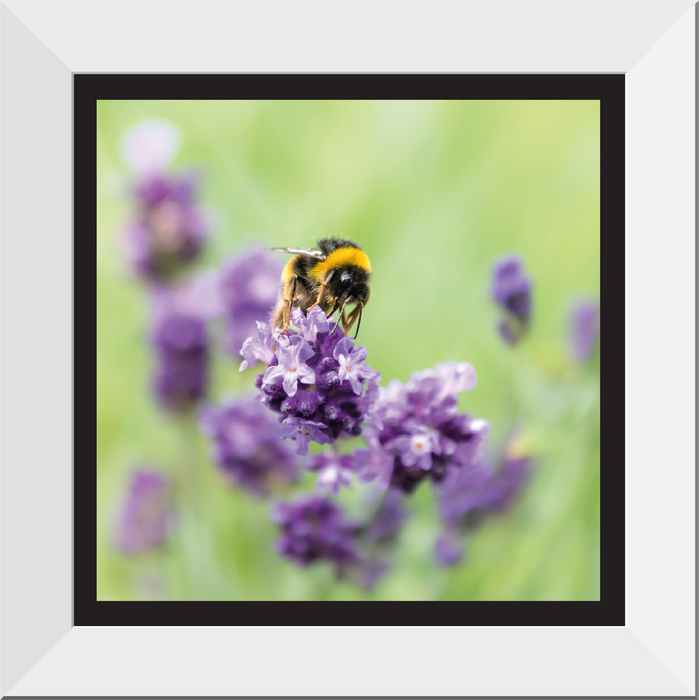 Bee Loving Lavender 12x12" framed Print