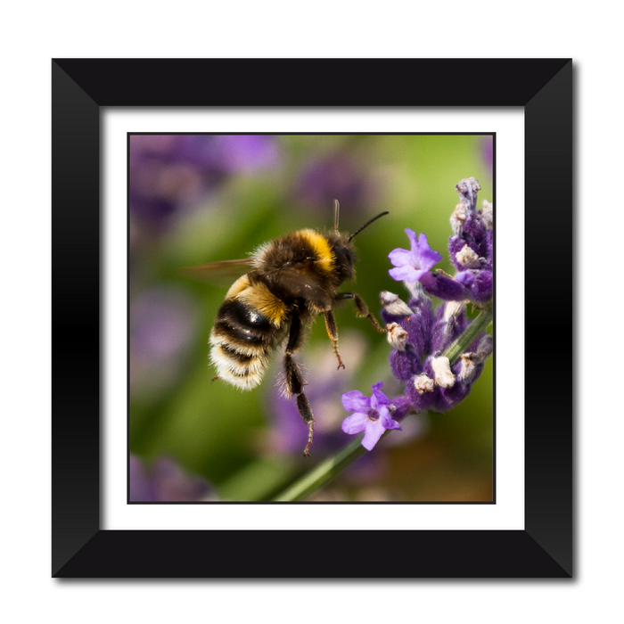 Bumble Bee in flight Framed Print