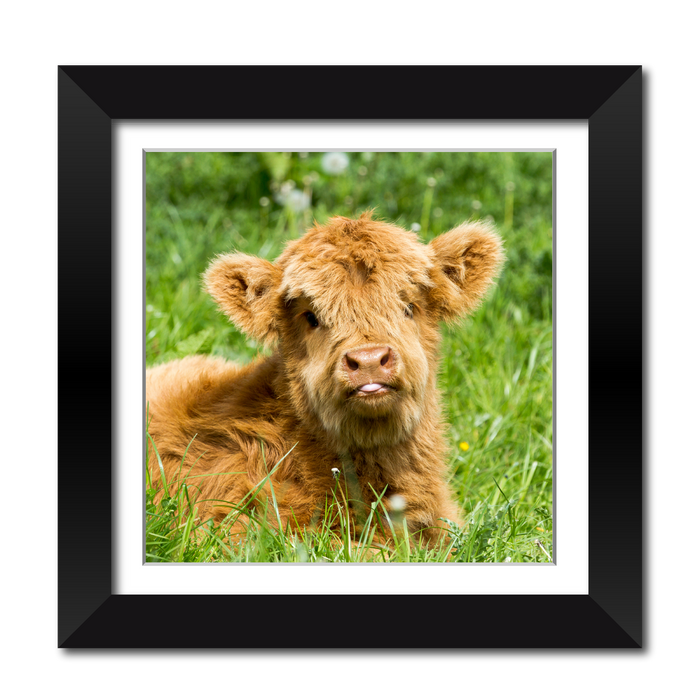 Cheeky Baby Cow Framed Print
