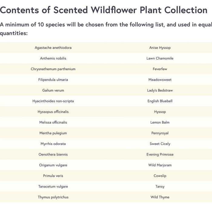 Scented Widlflower Plug Plant Collection 