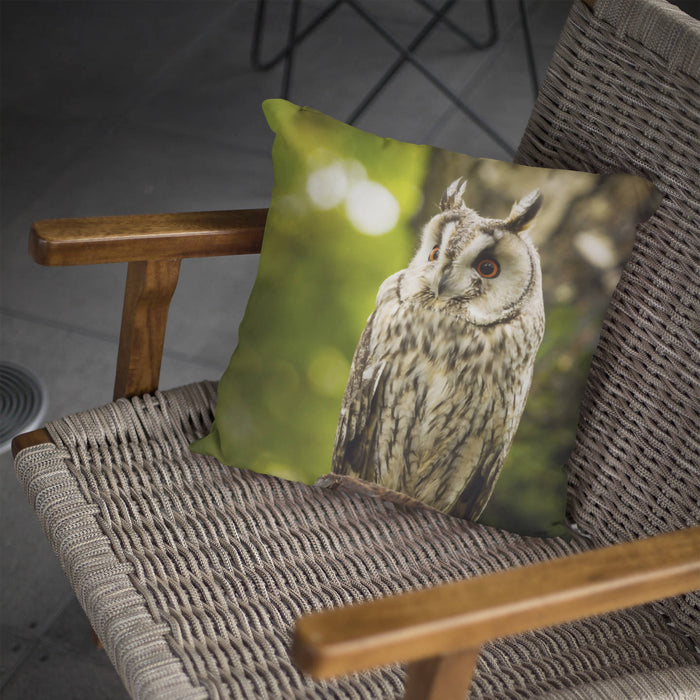 Long-eared owl in Staffordshire woodland Cushion