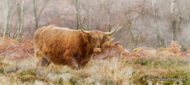 Autumnal Highland Cow Mug