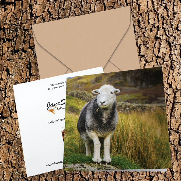 Herdwick sheep Greeting Card