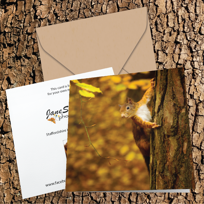 Red squirrel chasing through the woodland on an autumn day Greeting Card