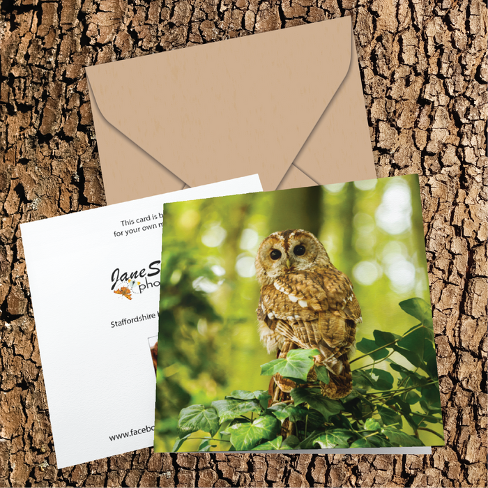 Tawny Owl in Staffordshire Woodland Greeting Card