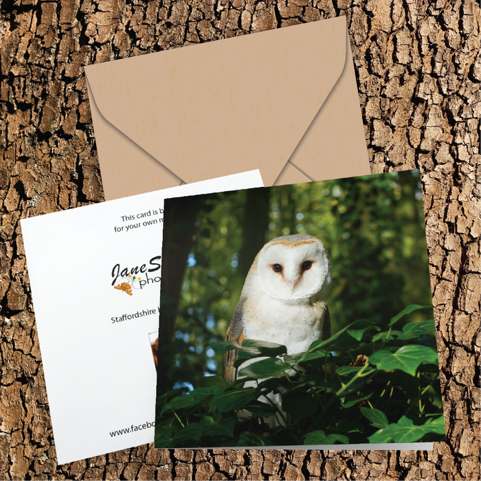 Barn owl in Staffordshire woodland Greeting Card
