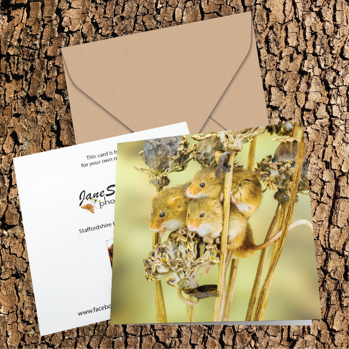 Playful harvest mice on dried poppy seed heads Greeting Card