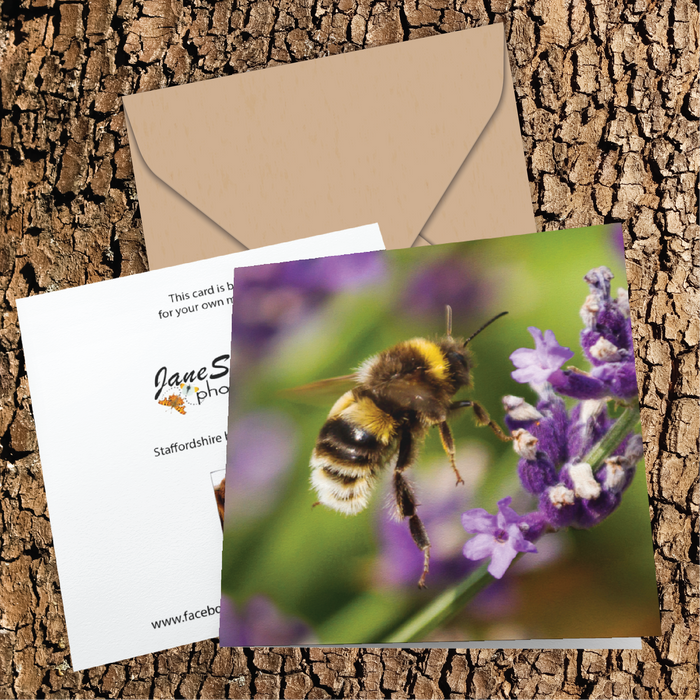 Bee about to touchdown on lavender flowers Greeting Card