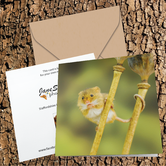 Harvest mouse taking a snack Greeting Card