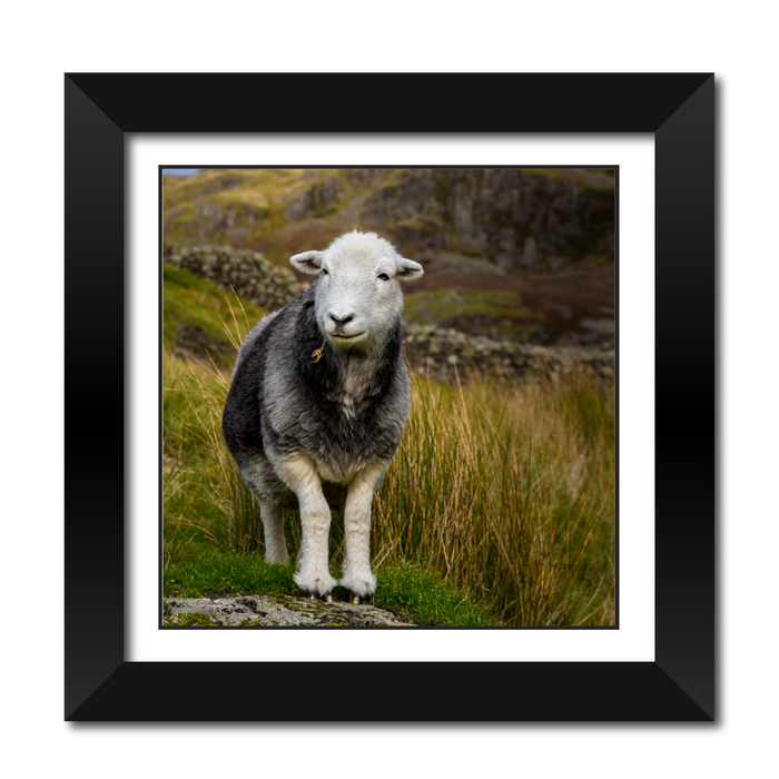 Herdwick Sheep Framed Print