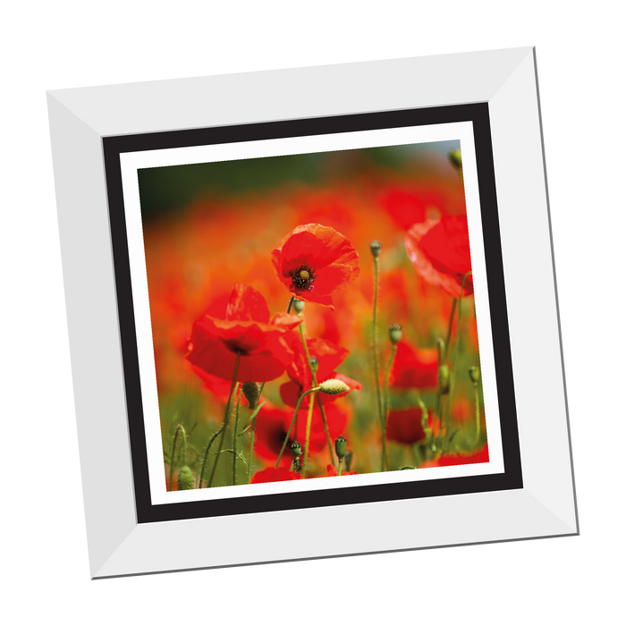 Field of Poppies 12x12" framed Print