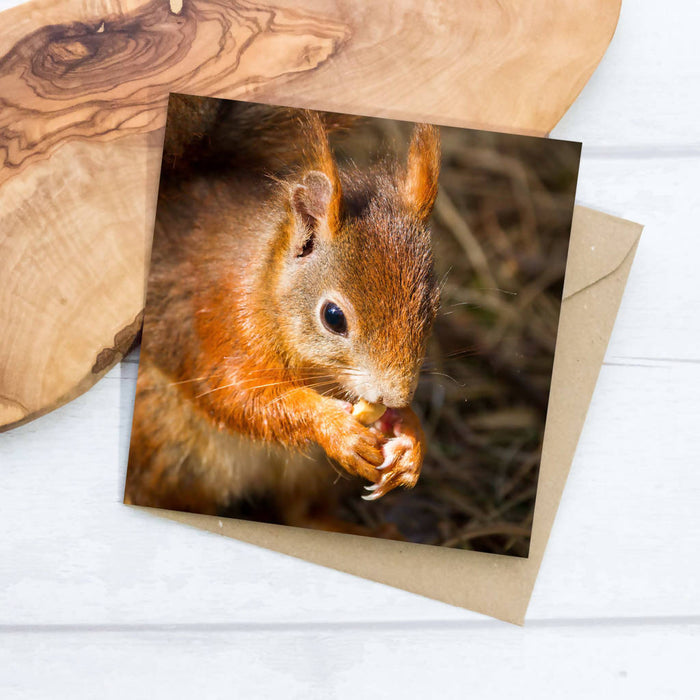 Red Squirrel Portrait Greeting Card