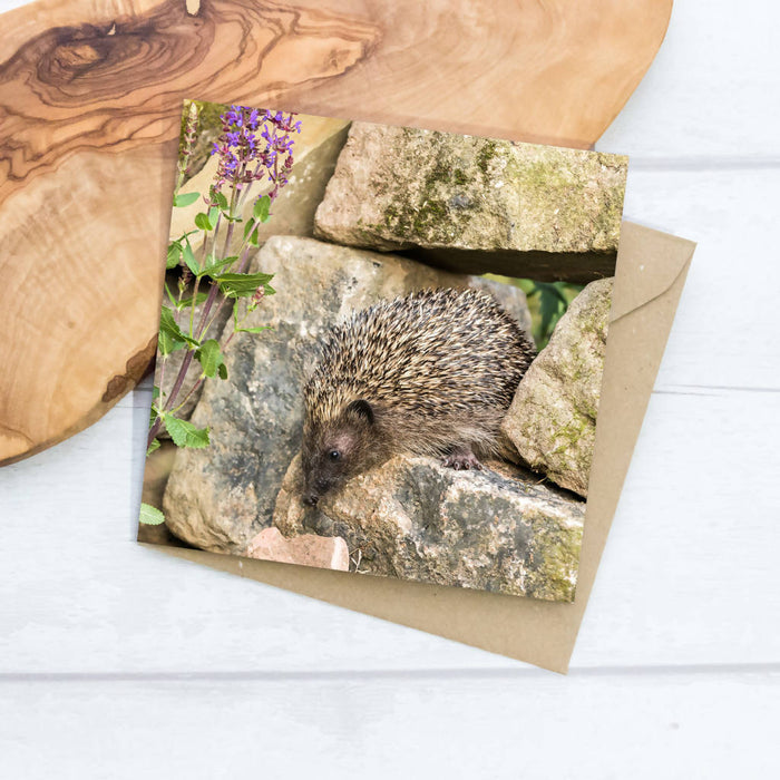 Hedgehog and Stone Wall Greeting Card