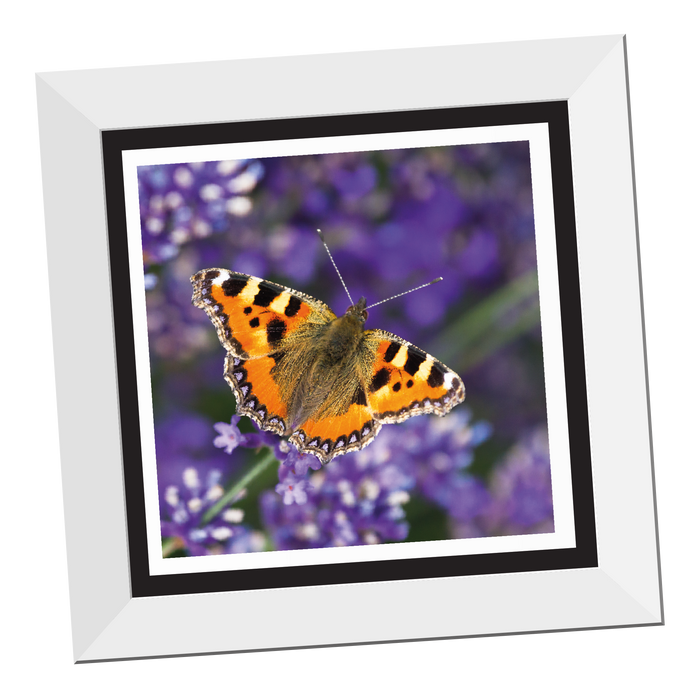 Tortoiseshell Butterfly 12x12" framed Print