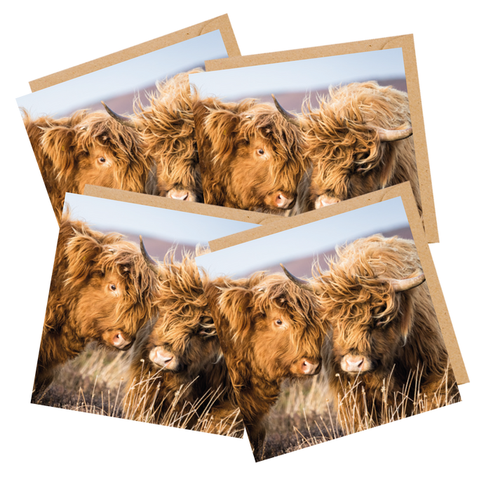 Two Highland Cows Greetings Cards