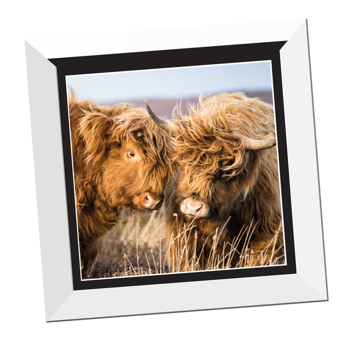 Two Highland Cows 12x12" framed Print