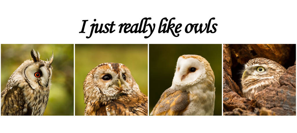I Really Like Owls Mug