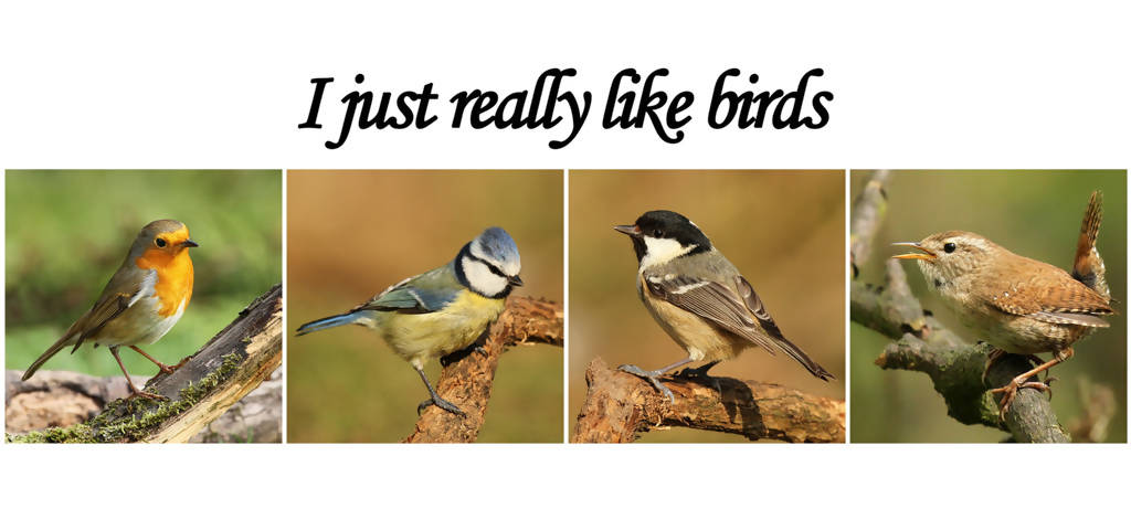 I Really Like Birds Mug