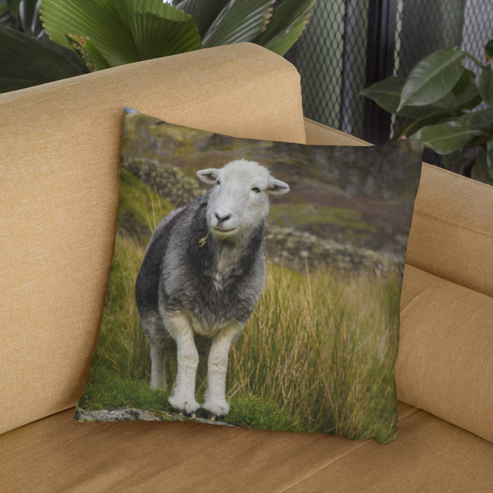 Herdwick Sheep Cushion