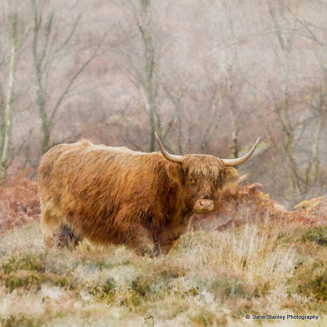 Autumnal Highland Cow Cushion